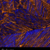 Microscopia