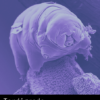 Microscopia